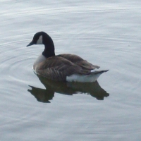 A Canada goose on the water