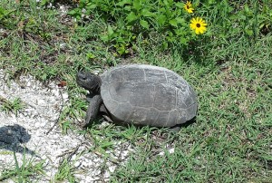Sanibel Island wildlife: sorry, no alligators spotted, yet, but one Gopher Tortoise, strolling by